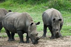 Breitmaulnashorn (21 von 28).jpg